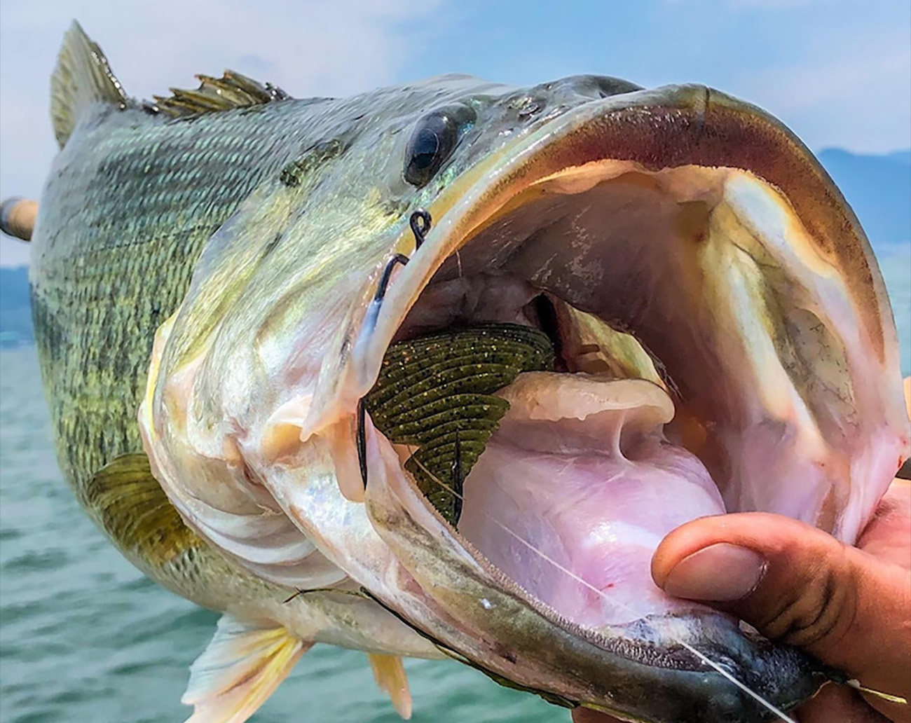 Geecrack Bellows Gill Swimmer 3,2´